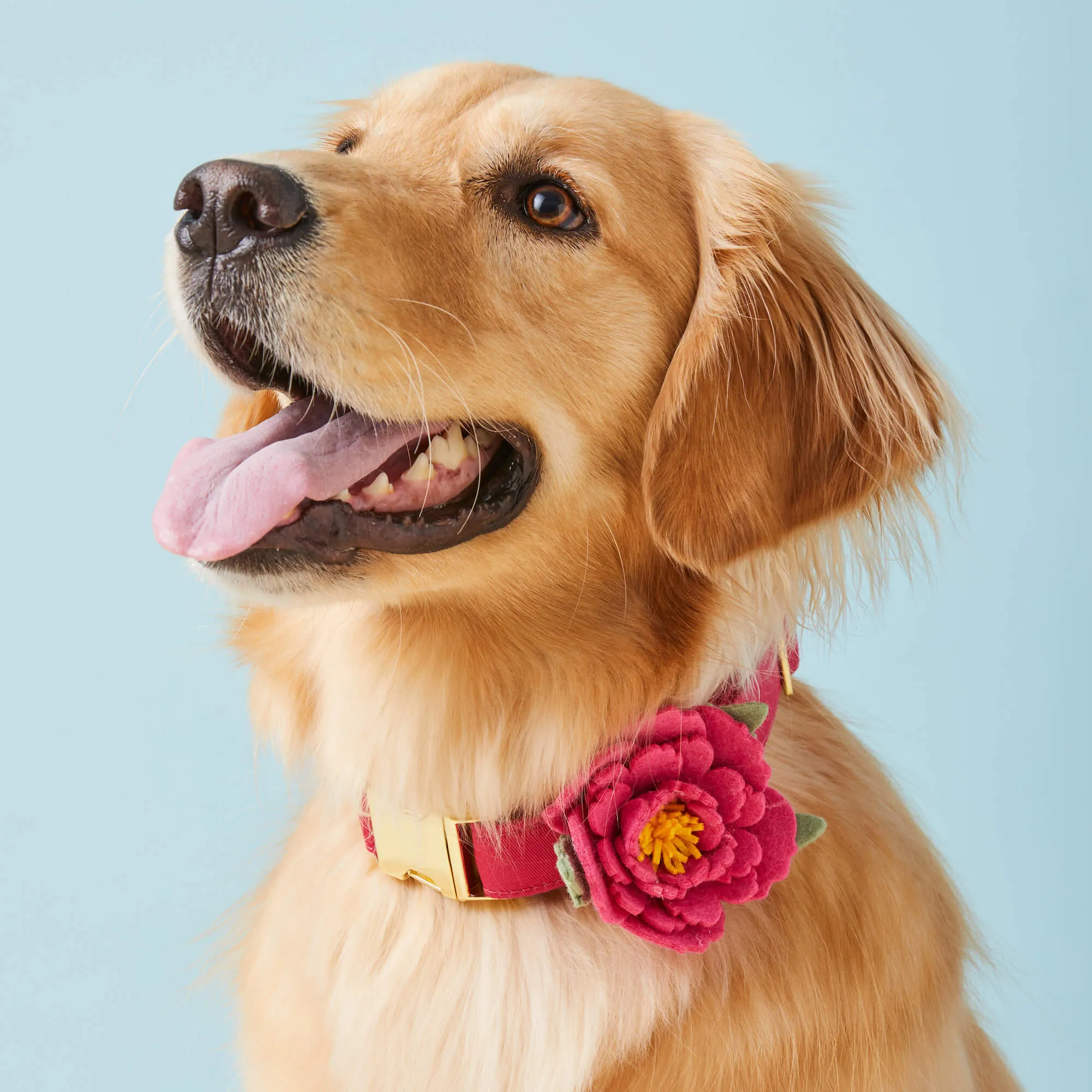 Peony Dog Collar Flower