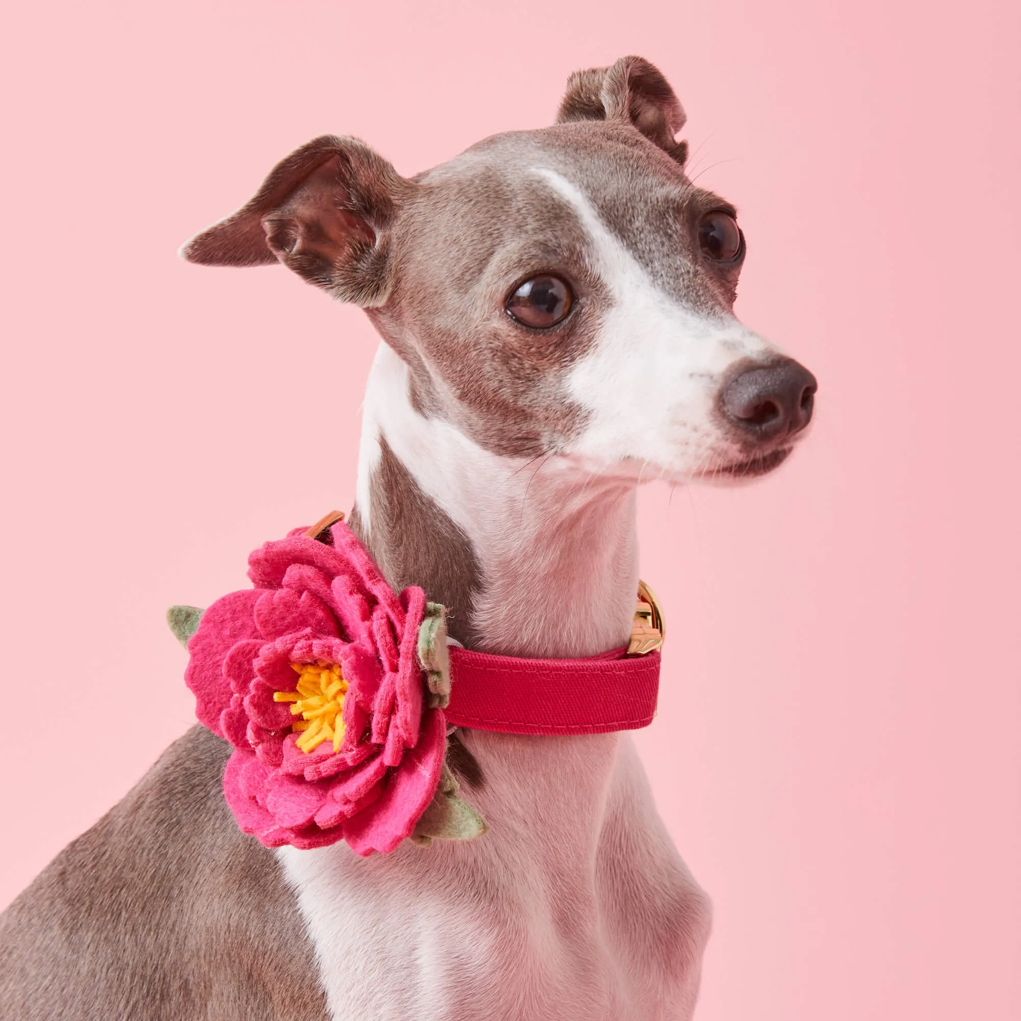 Peony Dog Collar Flower
