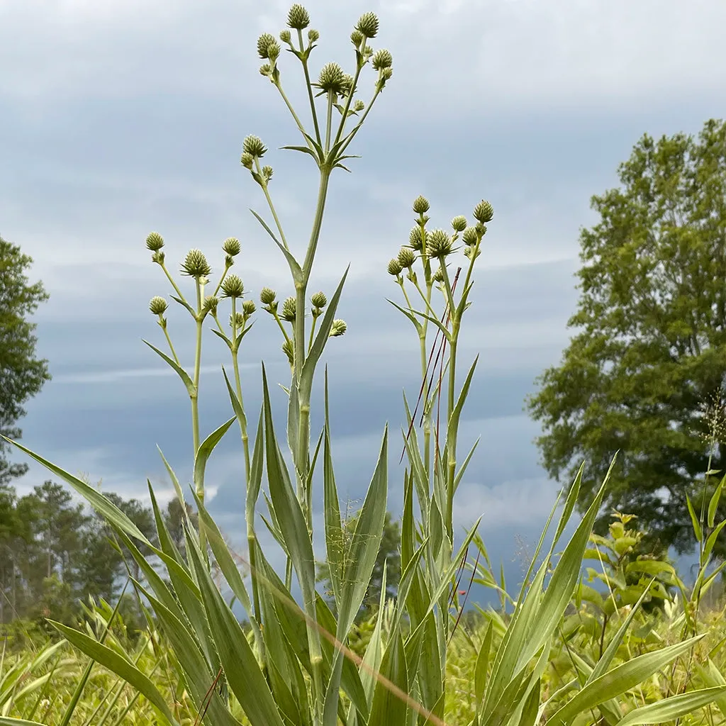 Rattlesnake Master Wildflower Seed Plugs (Eryngium yuccifolium)
