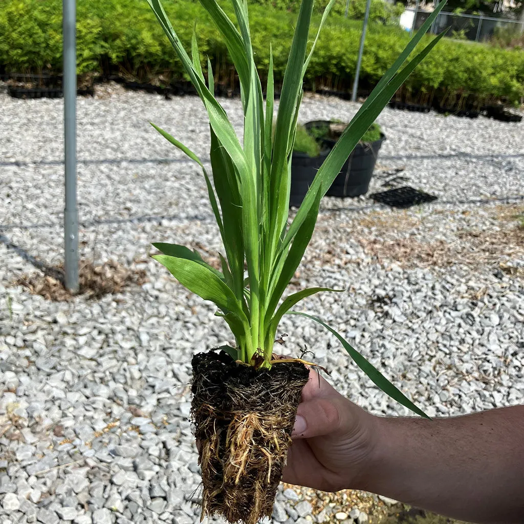 Rattlesnake Master Wildflower Seed Plugs (Eryngium yuccifolium)