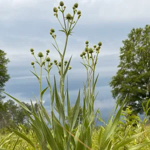 Rattlesnake Master Wildflower Seed Plugs (Eryngium yuccifolium)